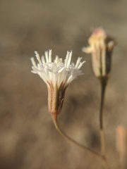 Chaenactis carphoclinia