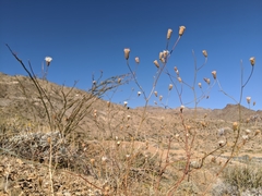 Chaenactis carphoclinia