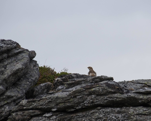 Snow Bunting