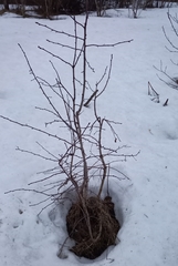 Crataegus chlorosarca