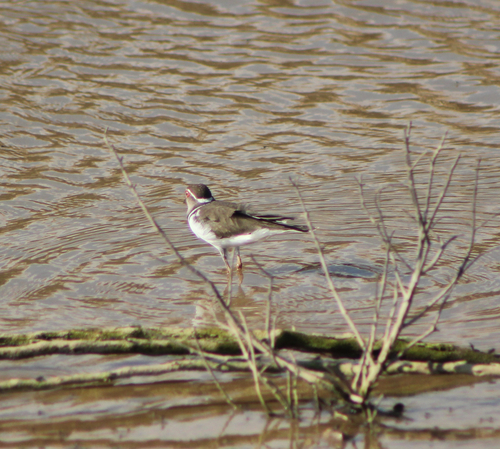 iNaturalist image