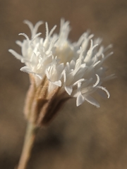 Chaenactis carphoclinia