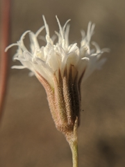 Chaenactis carphoclinia