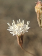 Chaenactis carphoclinia