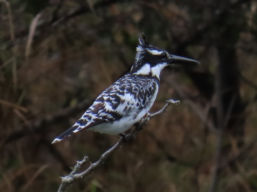 iNaturalist image