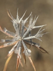 Chaenactis carphoclinia