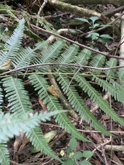 Pteris catoptera
