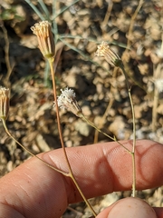Chaenactis carphoclinia