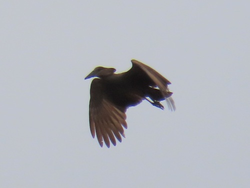 iNaturalist image