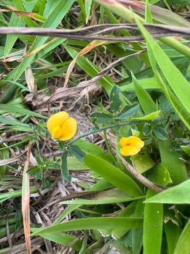 Stylosanthes biflora, photograph 1