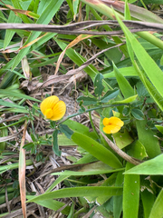 (c) Shelby Lyn Sanders, some rights reserved (CC BY) Stylosanthes biflora, photograph (c) Shelby Lyn Sanders, some rights reserved (CC BY)