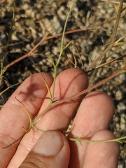 Chaenactis carphoclinia