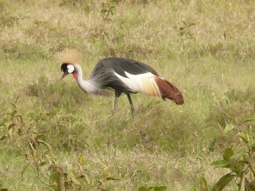 iNaturalist: (c) patrickdebeuf, some rights reserved (CC BY-NC) iNaturalist image