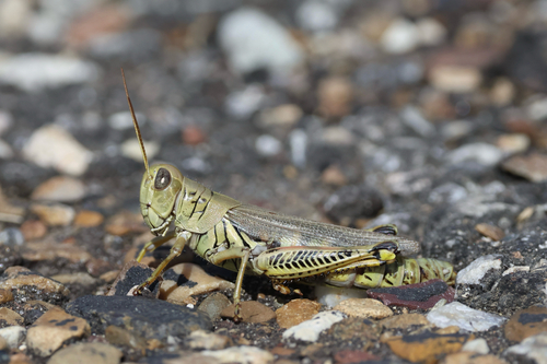 Differential Grasshopper