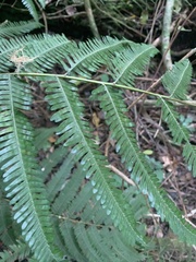 Pteris catoptera