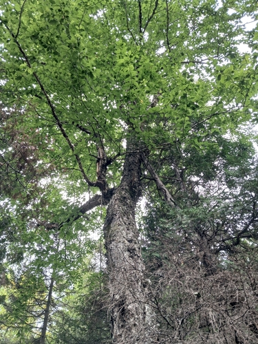 yellow birch