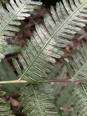 Pteris catoptera