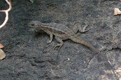 Oplurus quadrimaculatus