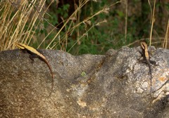 Psammophilus dorsalis