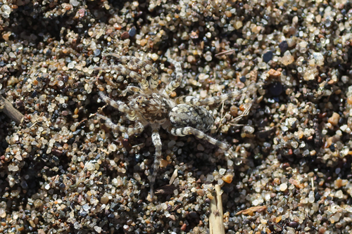 Shoreline Wolf Spider