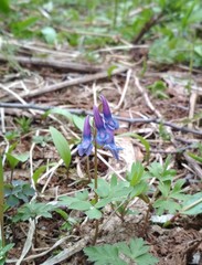 Corydalis ambigua