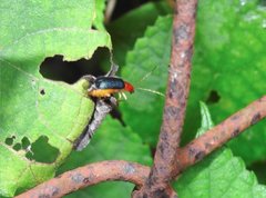 Trichobalya bowringii