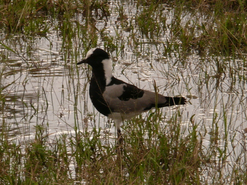 iNaturalist image