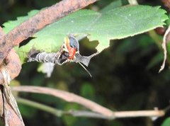 Trichobalya bowringii