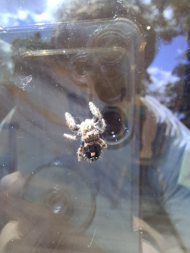 Bold Jumping Spider
