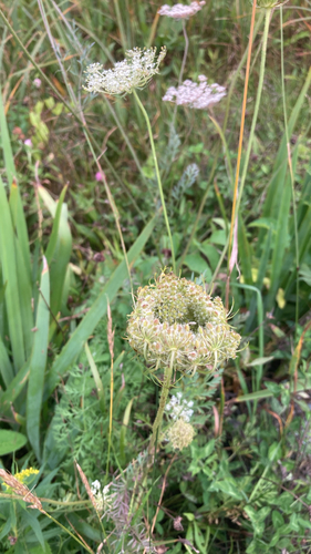 wild carrot