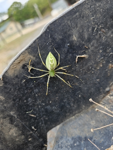 Green Lynx Spider