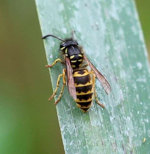 Common European Yellowjacket