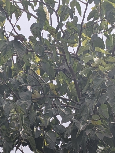 Common Bulbul