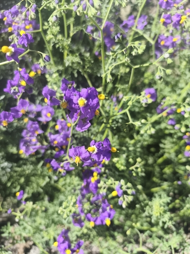 Solanum pinnatum