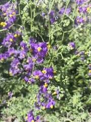 Solanum pinnatum