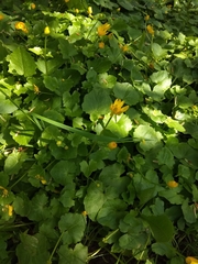 Ficaria verna