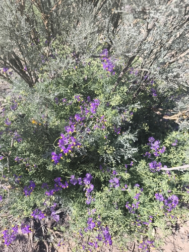 Solanum pinnatum, photograph 2