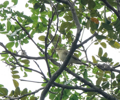 Phylloscopus trochiloides