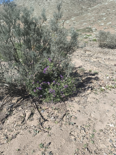 Solanum pinnatum, photograph 3