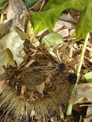 author not stated, no rights reserved Pachycereus pecten-aboriginum, photograph author not stated, no rights reserved