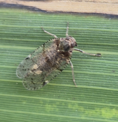 common lacehopper