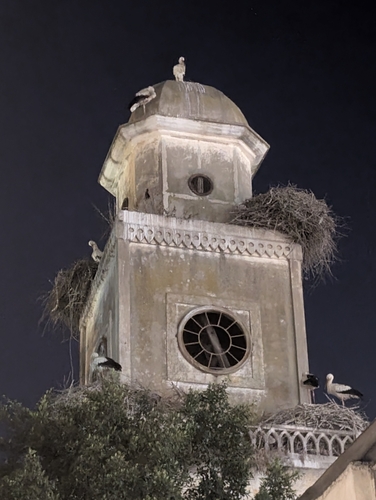 European White Stork