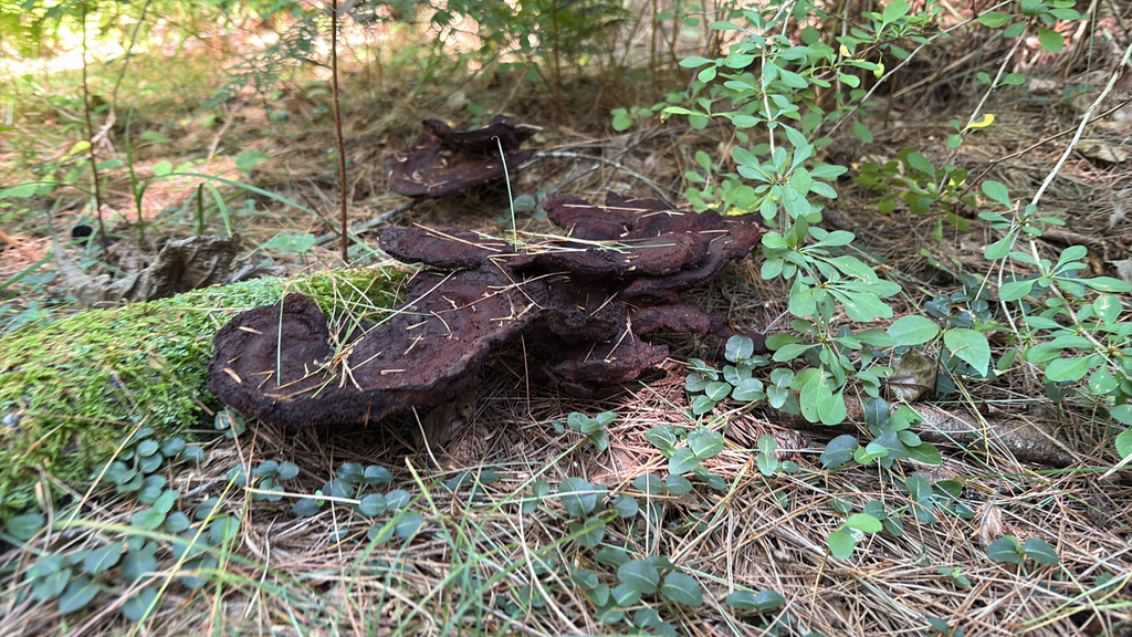 Phaeolus hispidoides · September 2026 · photo: Photo: (c) Artemis Louyakis, some rights reserved (CC BY) · iNaturalist