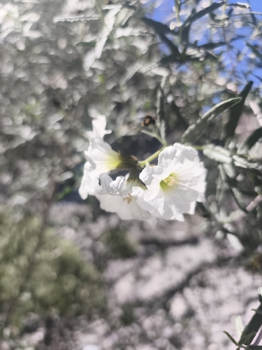 Cordia decandra, photograph 2