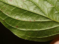 Sphaerulina cornicola