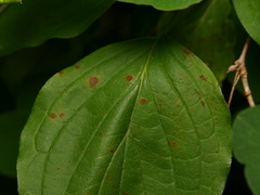 Sphaerulina cornicola