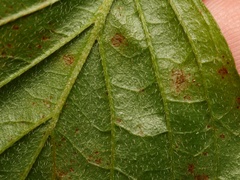 Sphaerulina cornicola