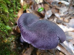 Cortinarius kioloensis