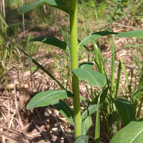 Hairy Spurge