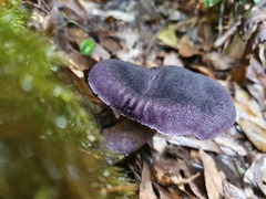 Cortinarius kioloensis